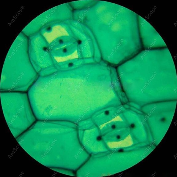Microscope composé monoculaire - Microscope Compound 40X avis et prix